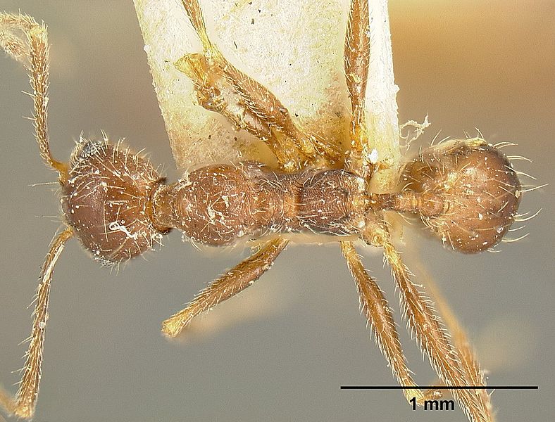 File:Pheidole susannae jtlc000015317 dorsal 1.jpg