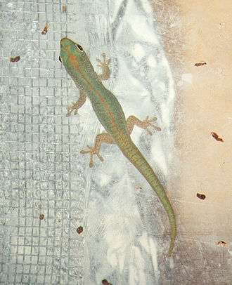 Phelsuma v-nigra v-nigra juvenile Phelsuma v-nigra v-nigra juvenile.jpg