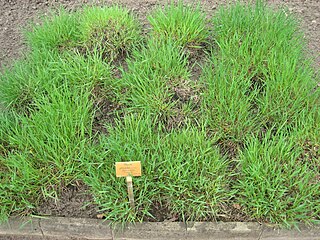 <i>Phleum phleoides</i> Species of grass