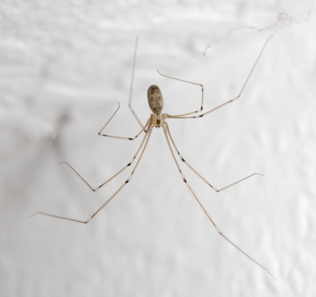 File:Pholcus phalangioides.png