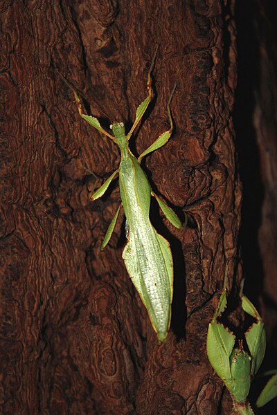 File:Phyllium jacobsoni - male.jpg