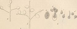 Sporangium en zoöspores