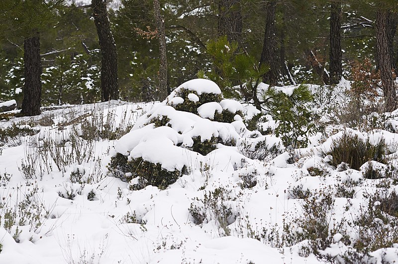 File:Pinar ^ Nieve - panoramio (12).jpg