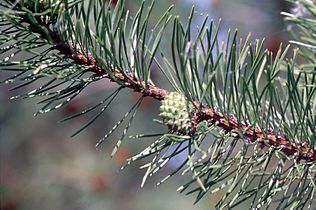 Branch with young cone