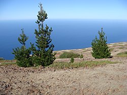 Young pines have thrived since the elimination of goats from the island.