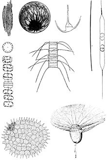 Exemples de plancton