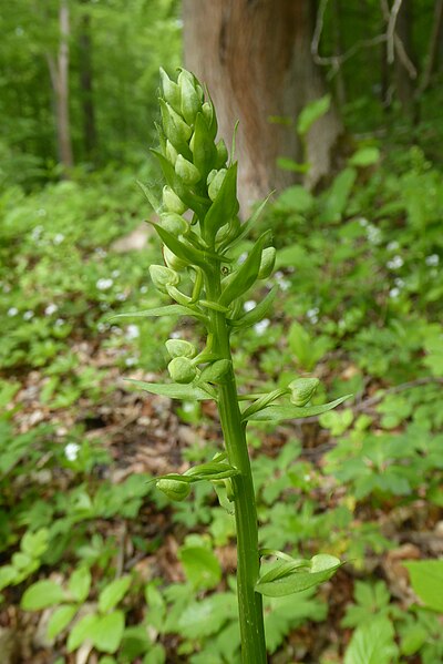 File:Platanthera chlorantha Mariengarten 02.jpg