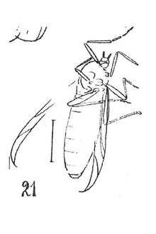 Plecia inflata femelle Oustalet 1937 N. Théobald éch R802 x3 p. 228 pl. XVI Diptères de Kleinkembs.pdf