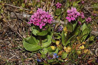   Plectritis congesta