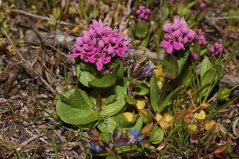 File:Plectritis congesta 5702.JPG