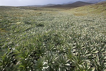 Highland herbfield dominated by Pleurophyllum hookeri