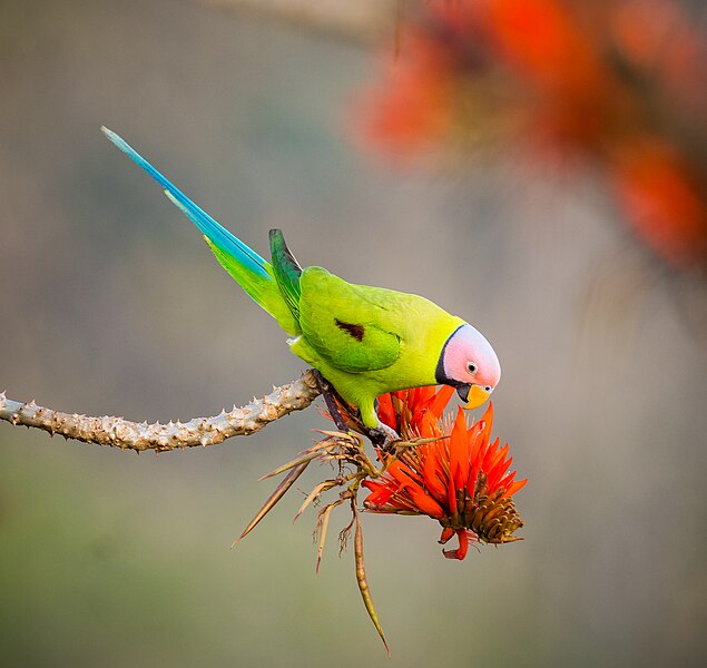 File:Plum headed parakeet.jpg