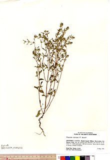 <i>Pogogyne clareana</i> Species of flowering plant
