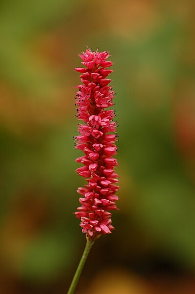 File:Polygonum bistorta Red Flower 2000px.jpg