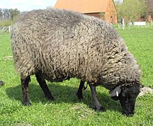 Pomeranian Coarsewool Sheep. Pomerania was the leading Prussian province in sheep breeding. Pommernschaf.jpg