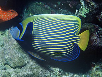 The Emperor angelfish feeds on coral sponges.