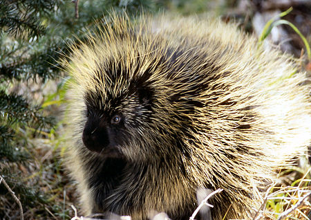 Porcupine NPS11952.jpg