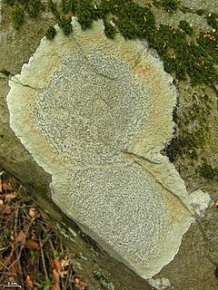 <i>Porpidia</i> Genus of lichenised fungi in the family Lecideaceae