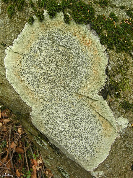 Bestand:Porpidia albocaerulescens - Flickr - pellaea.jpg