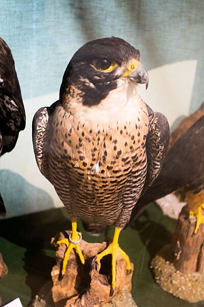 File:Preserved Peregrine Falcon (27495187126).jpg