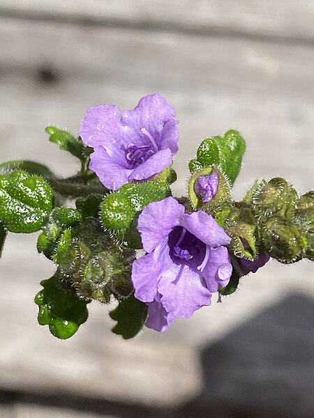 File:Prostanthera incana flower close up.jpg