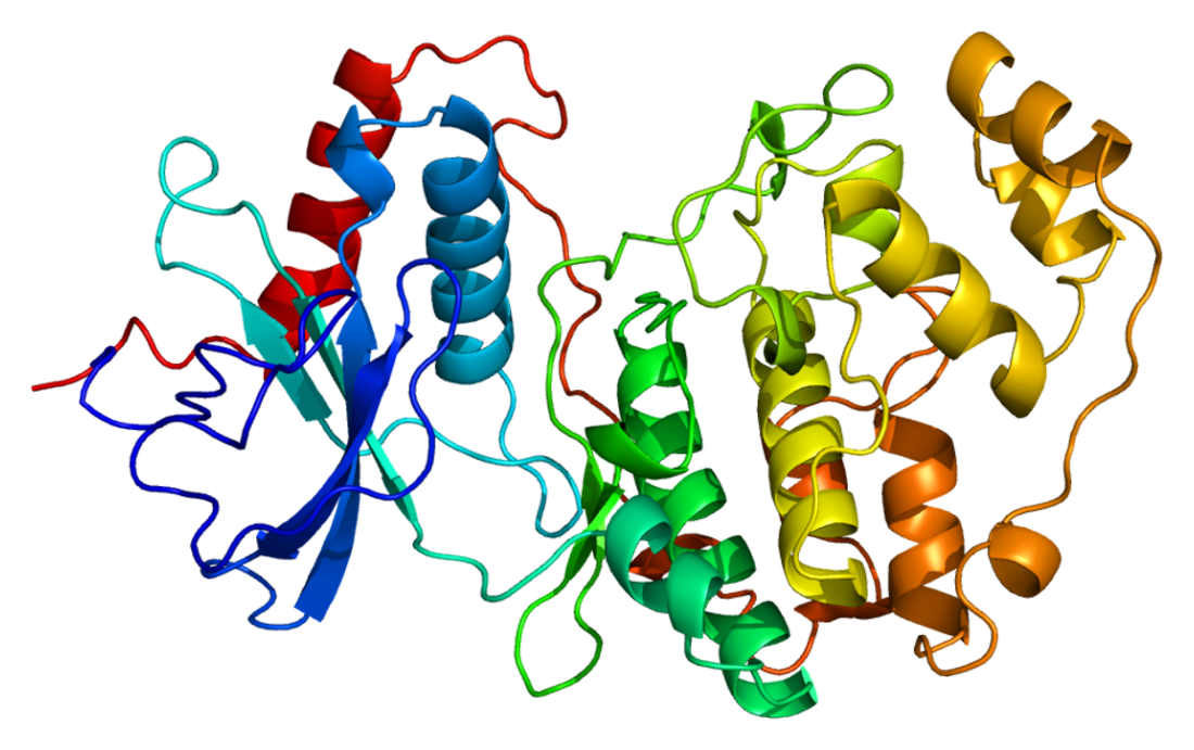 File:Protein MAPK1 PDB 1erk.png