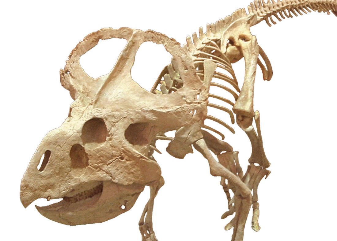 Protoceratops