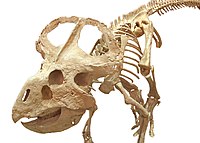 (Protoceratops) griaučiai