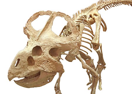 Protoceratops