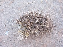 Psammotermes soil sheeting on forage above ground IMG 8392.JPG