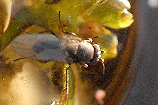 <i>Pseudocollinella</i> Genus of flies