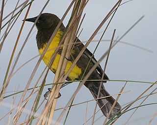 Brown-and-yellow marshbird Species of bird