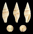 * Nomination Shell of a miter snail, Mitra perdulca --Llez 06:34, 2 September 2014 (UTC) * Promotion  Comment I think, it is not asked too much for a regular nominator, to contribute with regular reviews, isn't it? --Cccefalon 06:41, 2 September 2014 (UTC) You're right, I'll do so --Llez 09:11, 2 September 2014 (UTC) Thank you! Good quality. --Cccefalon 09:52, 2 September 2014 (UTC)