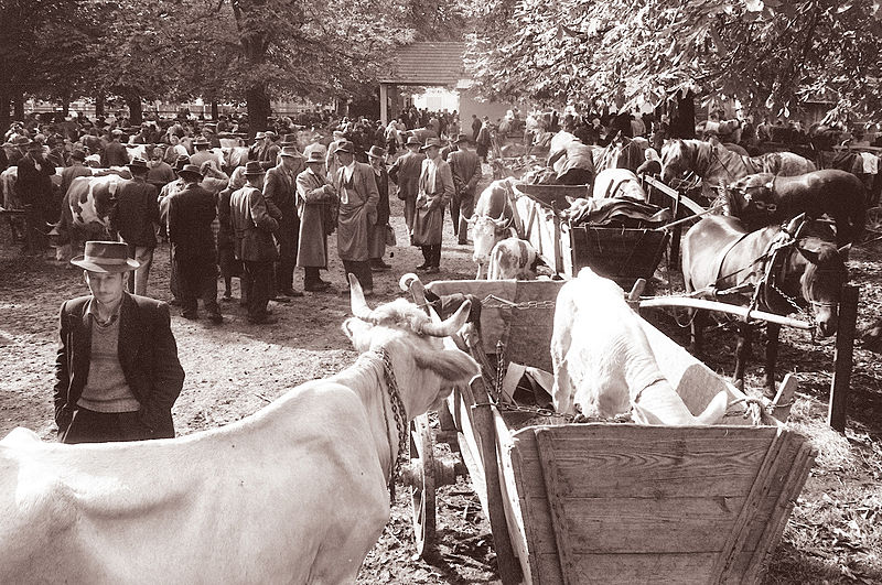 File:Ptujski plemenski živinski sejem 1960 (3).jpg