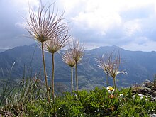 Pulsatilla alpina retezat.jpg