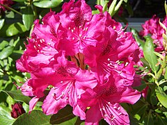 A purple rhododendron flowering