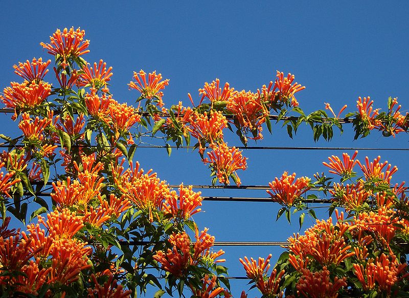 File:Pyrostegia venusta1.JPG