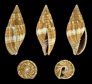 Quasimitra variabilis 01.JPG