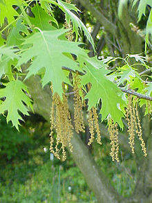 Quercus coccinea1.jpg