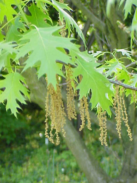 File:Quercus coccinea1.jpg