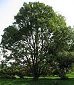 Quercus myrsinifolia non Schiras de Line1.jpg