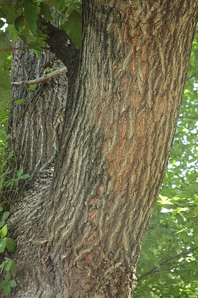 File:Quercus rubra (24187971395).jpg