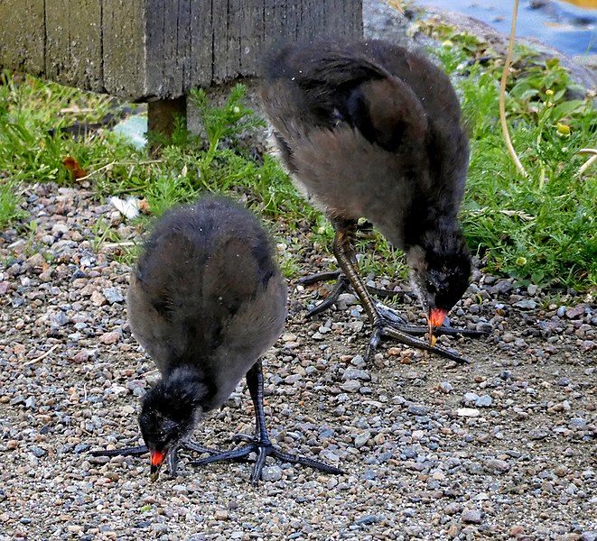 File:Rörhöna (Gallinula chloropus) - Ystad-2021.jpg