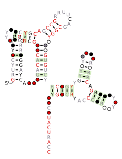 <i>xerDC</i> RNA motif