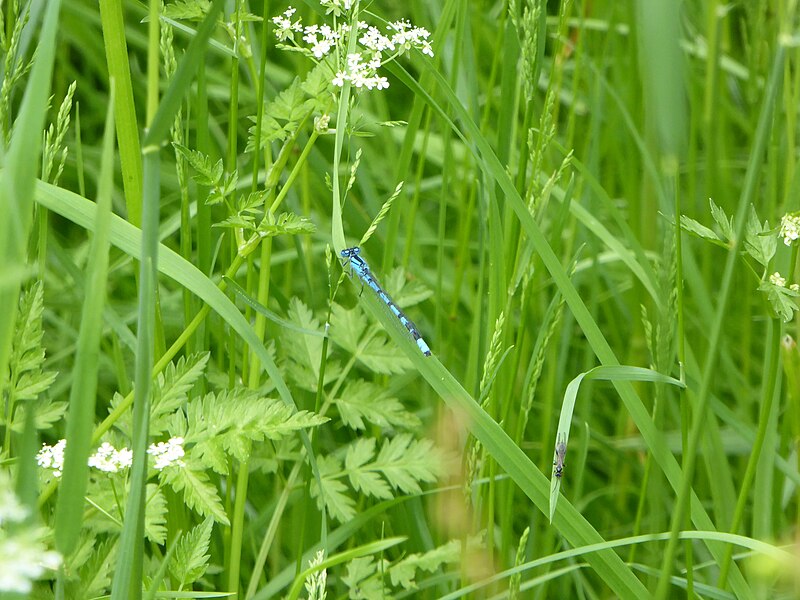 File:RNR du Héron de Quanta à la Ferme du Héron (29).jpg