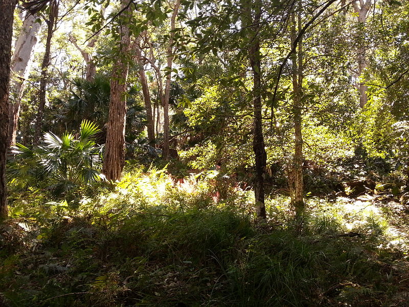 File:Rainforest at the start of the Kalianna Ridge Track, Budawang National Park 004.jpg