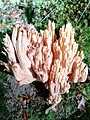 Ramaria formosa goitik