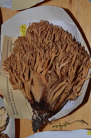 Ramaria rubribrunnescens