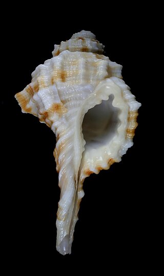 <i>Ranularia exilis</i> Species of gastropod