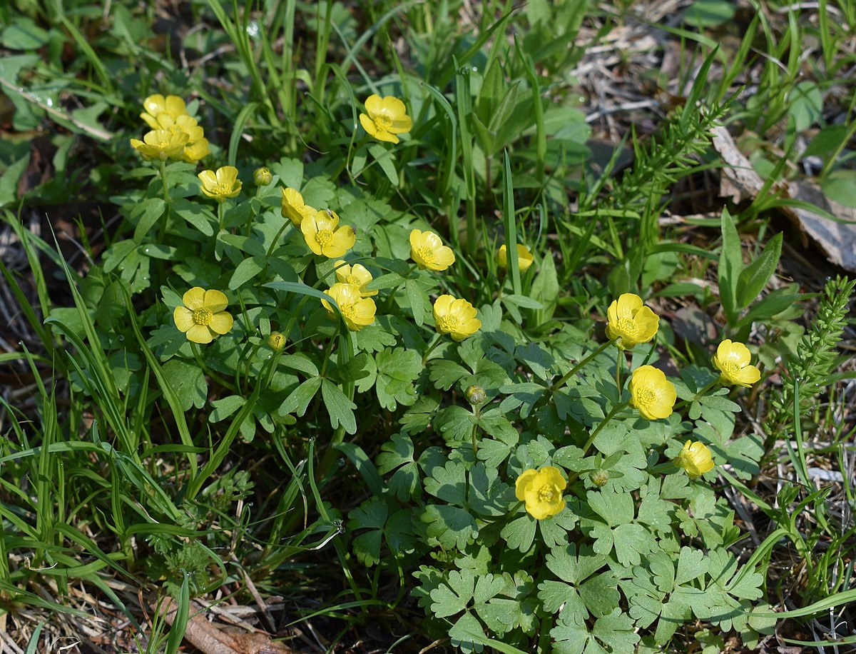 Ranunculus graminifolia